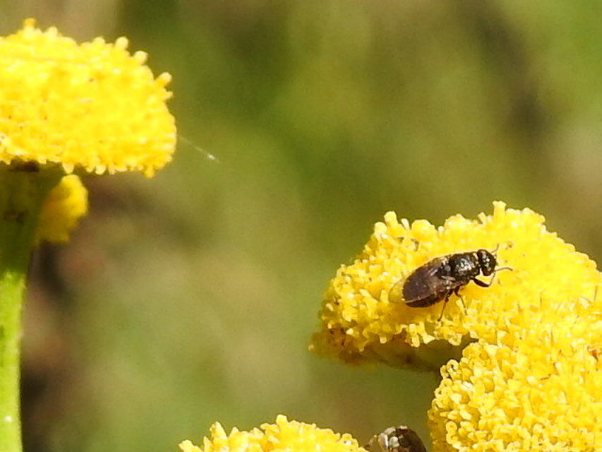 Chloropidae - gabonalegyek