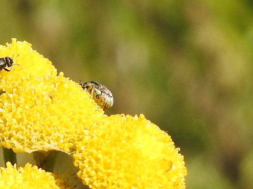 Acanthoscelides pallidipennis - gyalogakác-zsizsik