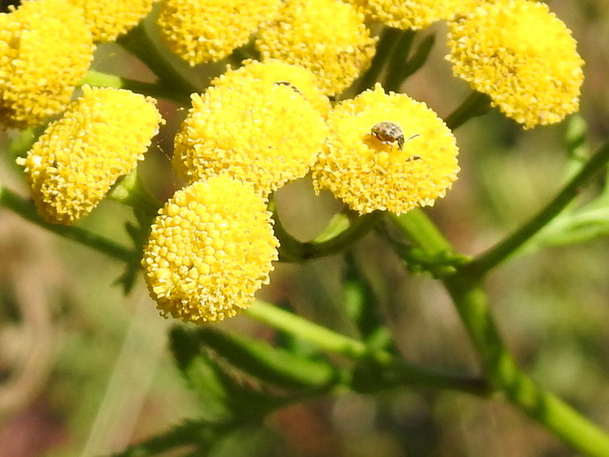 Acanthoscelides pallidipennis - gyalogakác-zsizsik
