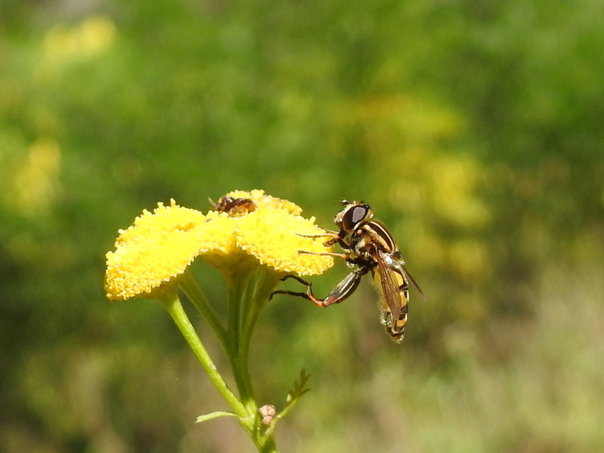 Helophilus pendulus - közönséges mocsárilégy