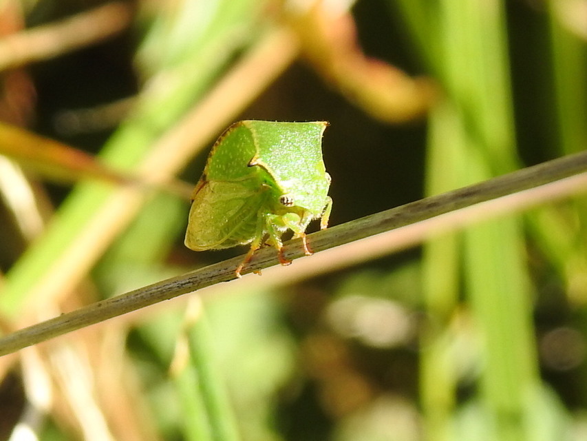 Stictocephala bisonia - bivalykabóca