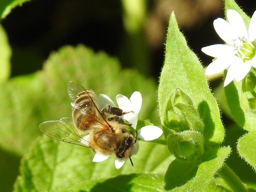 Apis mellifera - háziméh