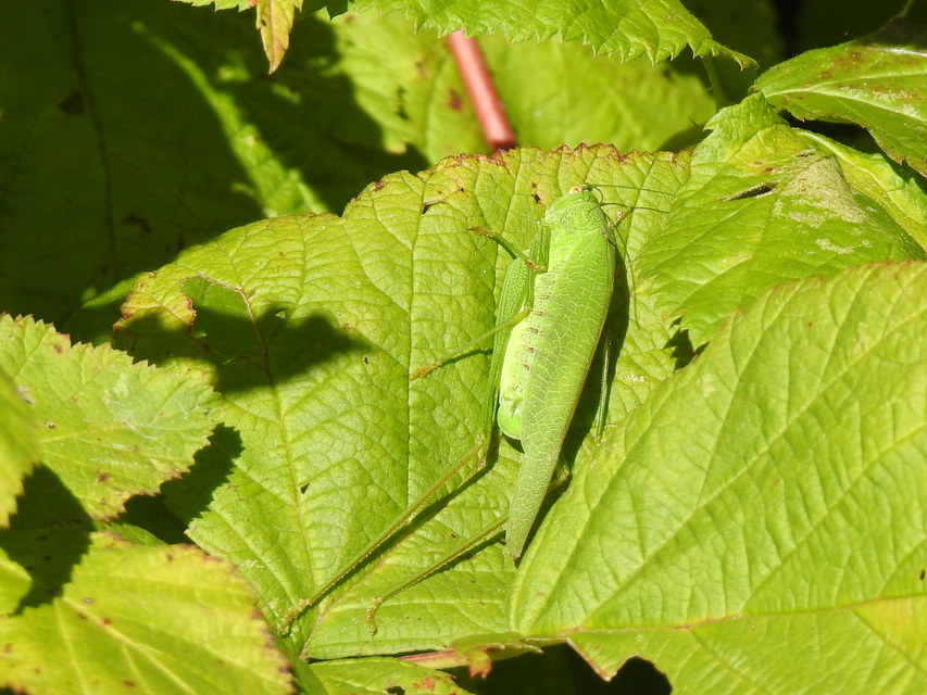Phaneroptera nana - pontozott repülőszöcske