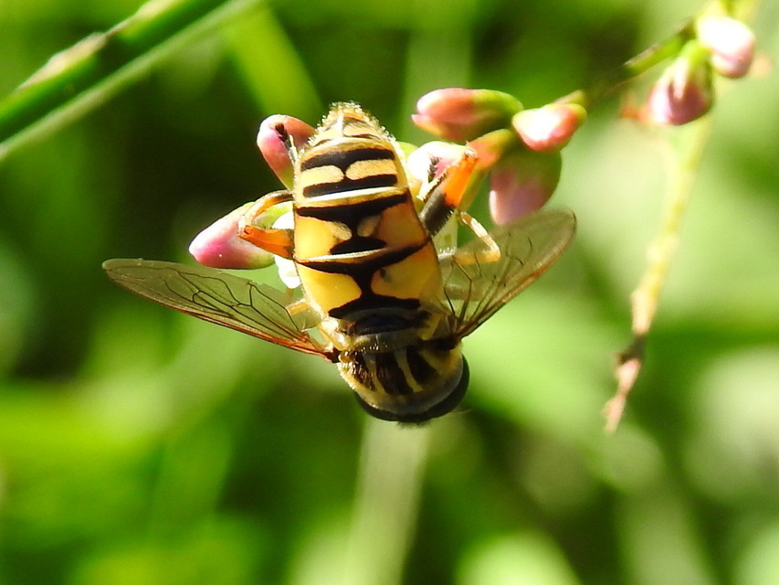 Helophilus pendulus - közönséges mocsárilégy