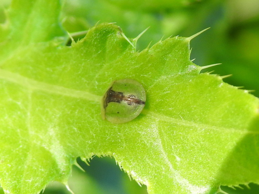 Cassida