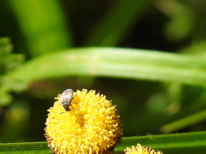 Acanthoscelides pallidipennis - gyalogakác-zsizsik