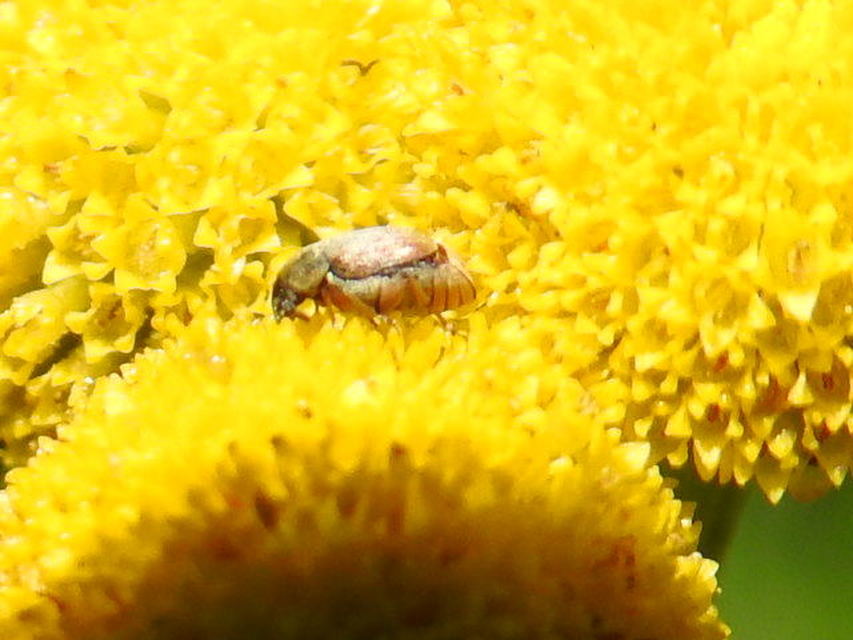 Acanthoscelides pallidipennis - gyalogakác-zsizsik
