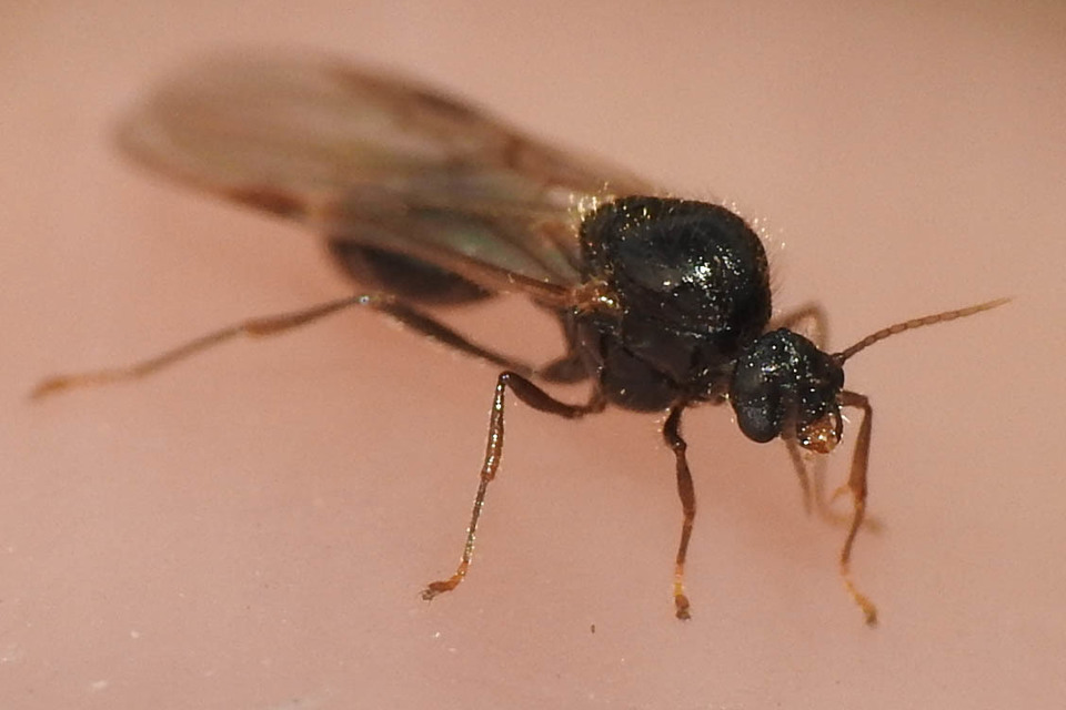 Solenopsis fugax - tolvajhangya