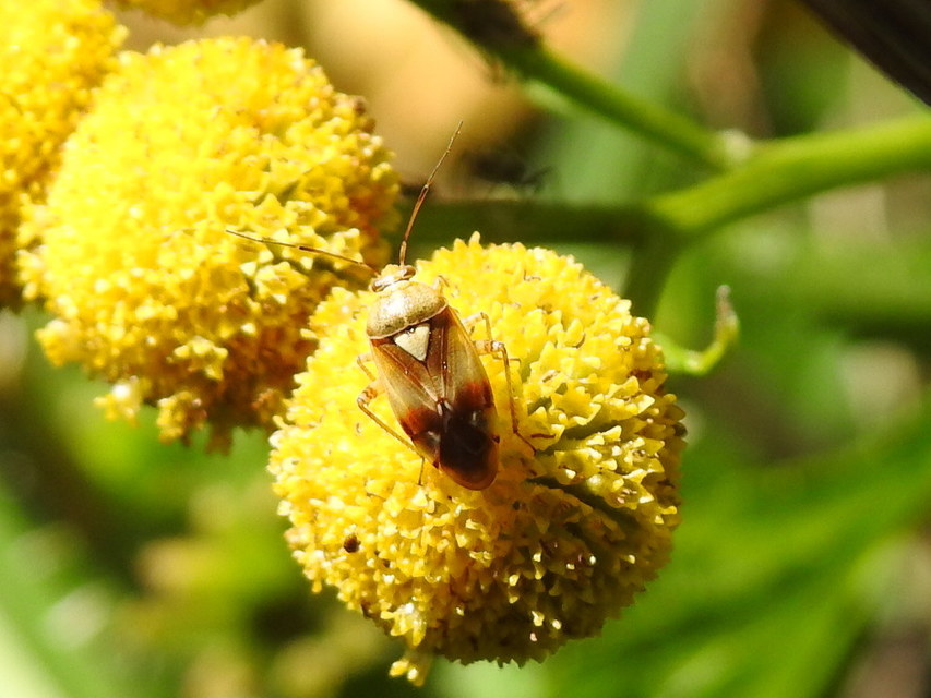 Lygus pratensis - változó mezeipoloska