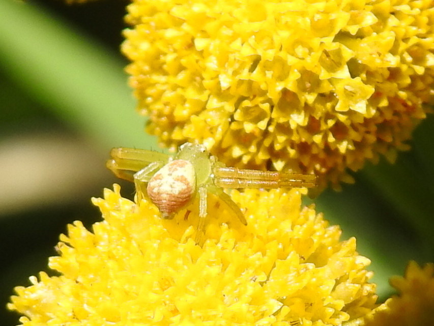 Ebrechtella tricuspidata - alakoskodó karolópók
