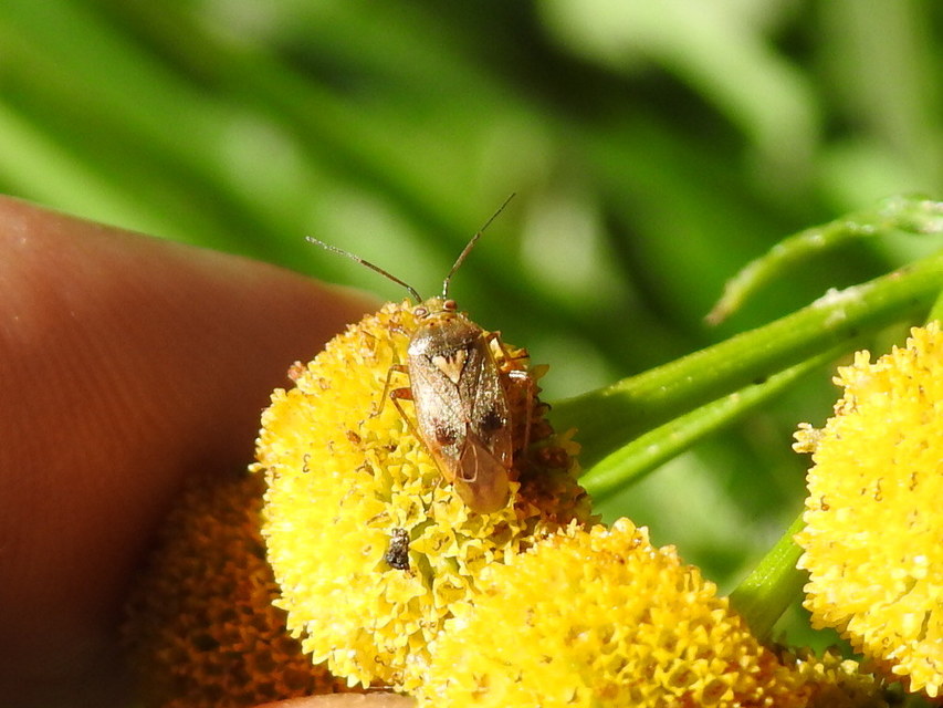 Lygus rugulipennis - molyhos mezeipoloska