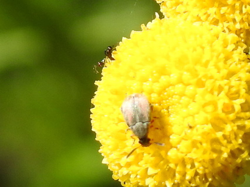 Acanthoscelides pallidipennis - gyalogakác-zsizsik