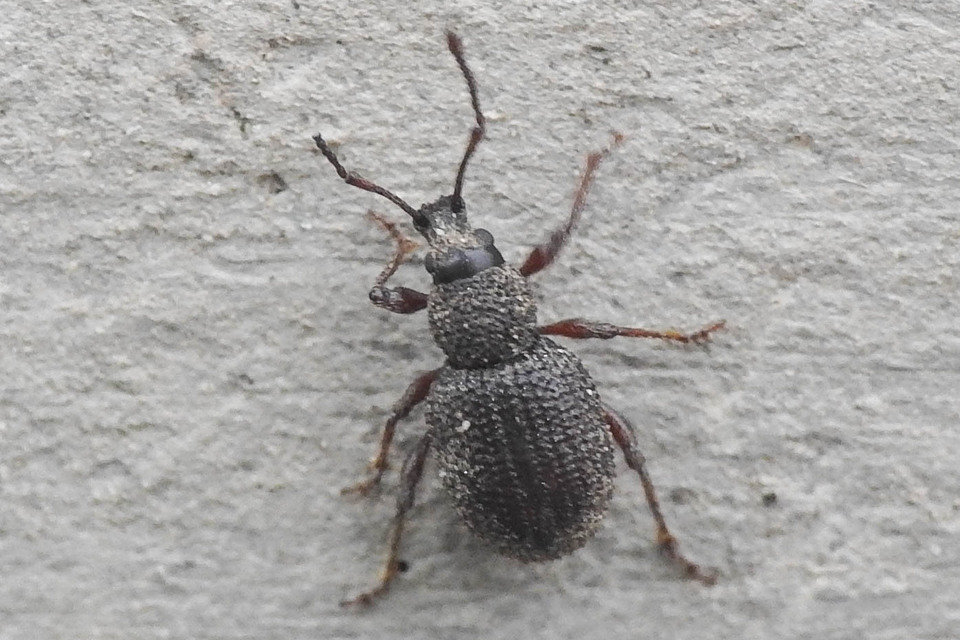 Otiorhynchus hystrix - sörtés gyalogormányos