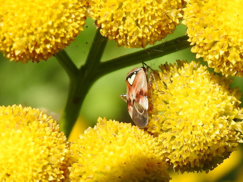 Lygus pratensis - változó mezeipoloska