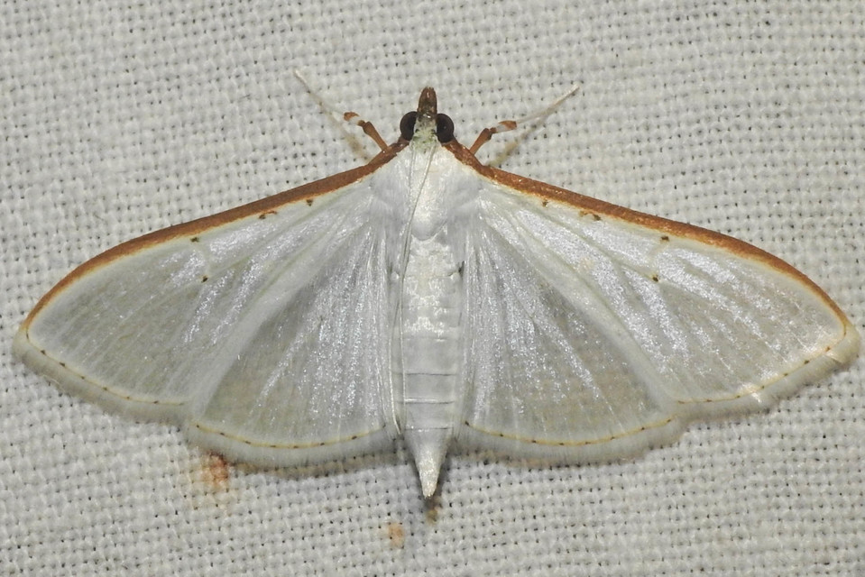 Palpita vitrealis - hófehér tűzmoly