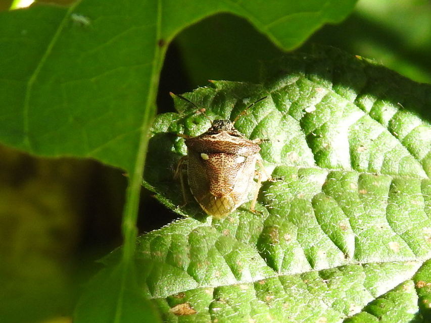 Eysarcoris aeneus - fémes feketefejű-poloska Eysarcoris aeneus - fémes feketefejű-poloska