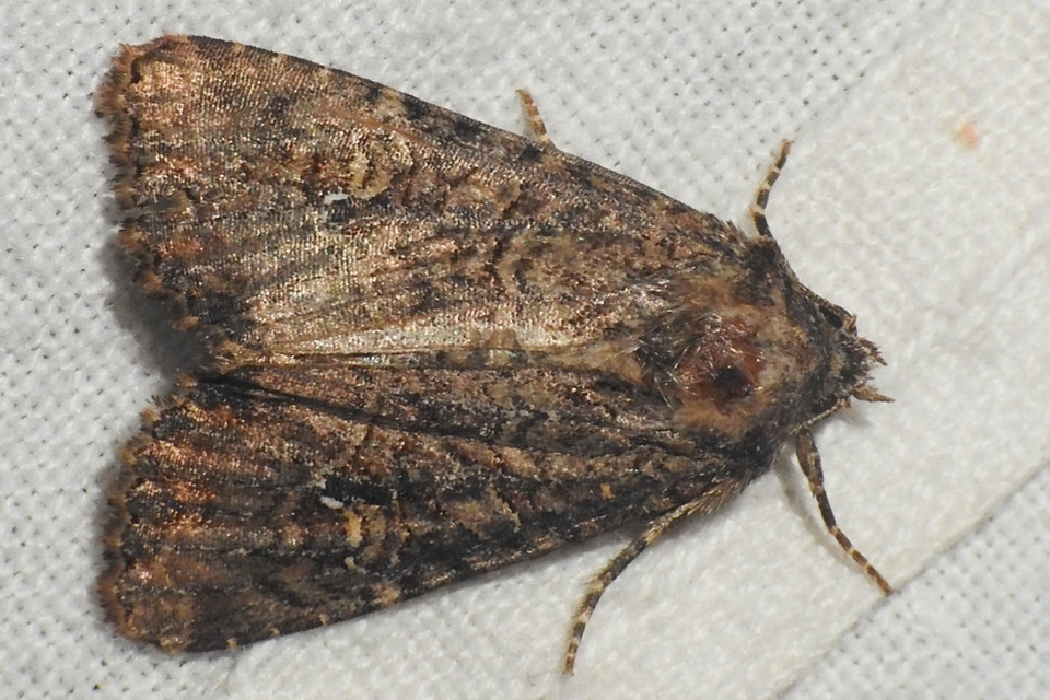 Mesapamea secalella/secalis