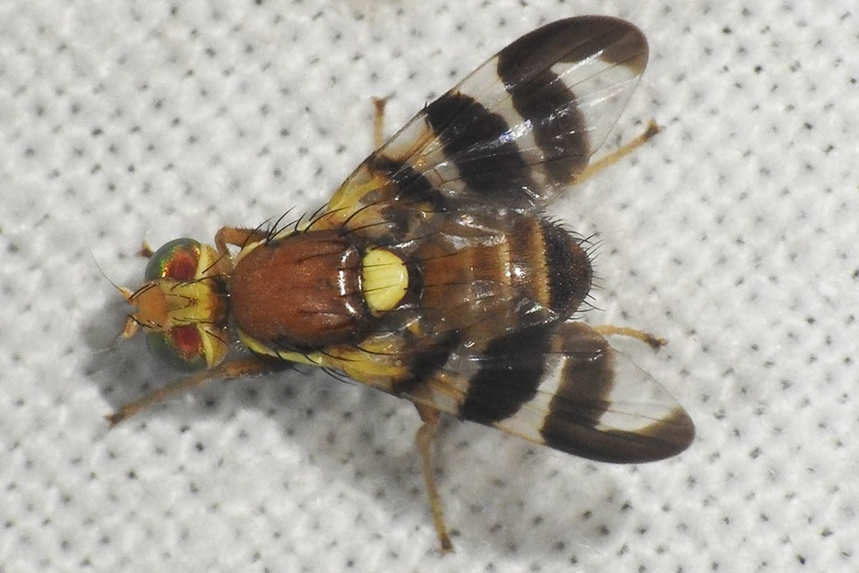 Rhagoletis completa