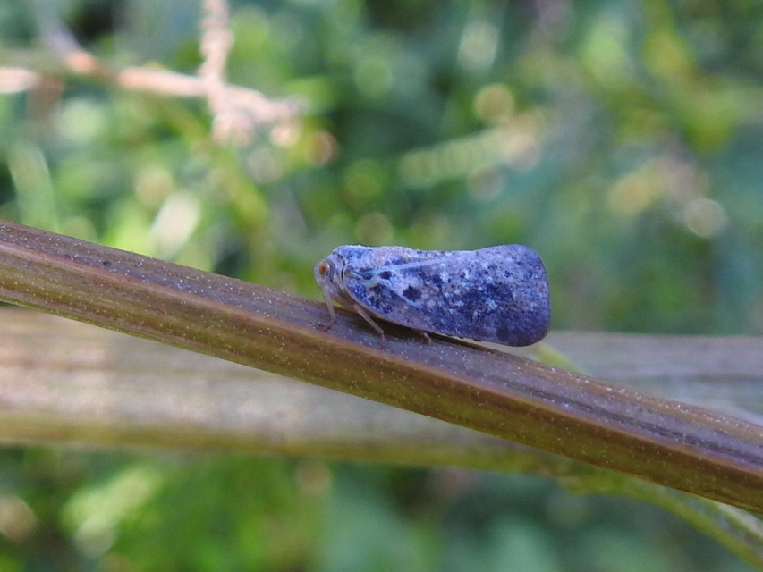 Metcalfa pruinosa - amerikai lepkekabóca