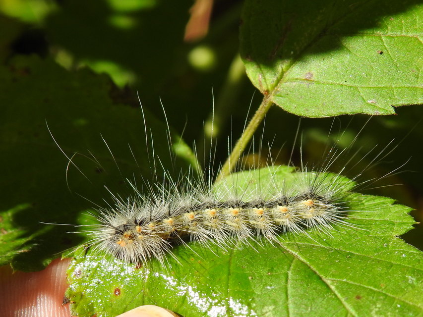 Hyphantria cunea - amerikai fehér medvelepke