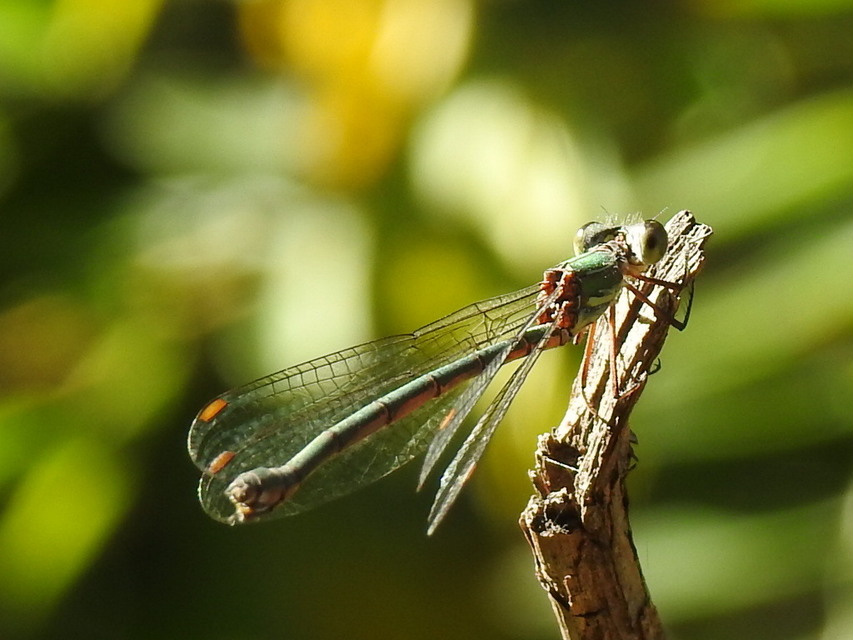 Chalcolestes viridis/parvidens