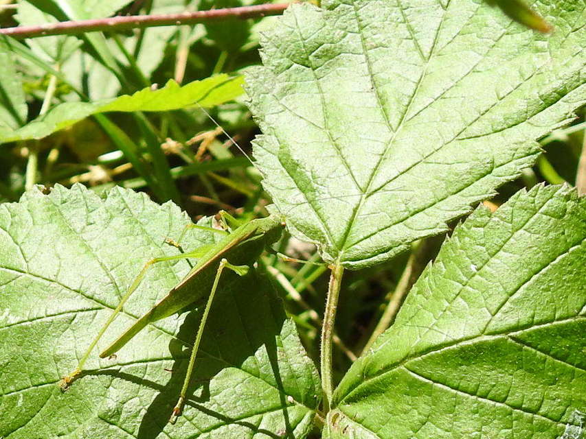 Phaneroptera nana - pontozott repülőszöcske