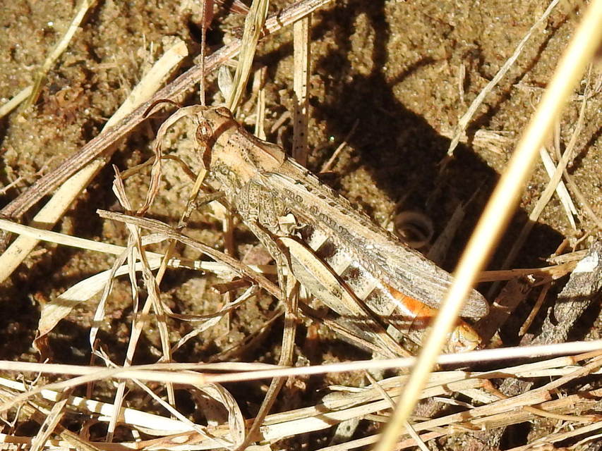 Chorthippus brunneus - közönséges tarlósáska