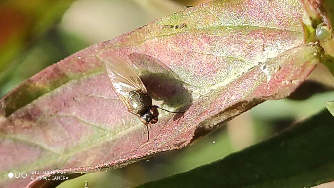 Lauxaniidae - pudvalegyek