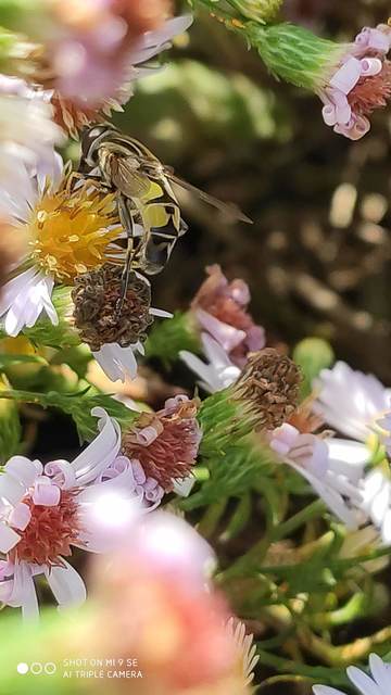 Helophilus trivittatus - nagy mocsárilégy