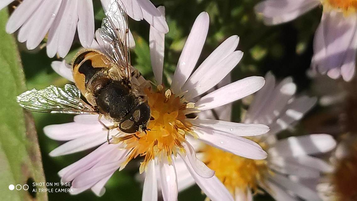 Eristalis arbustorum - fehérarcú herelégy