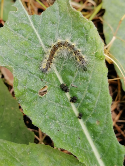 Hyphantria cunea - amerikai fehér medvelepke
