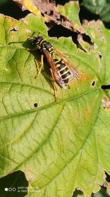 legyezőszárnyúak (Strepsiptera)