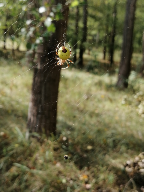 Araneus marmoreus - márványos keresztespók