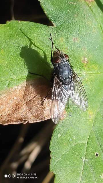 Calliphora
