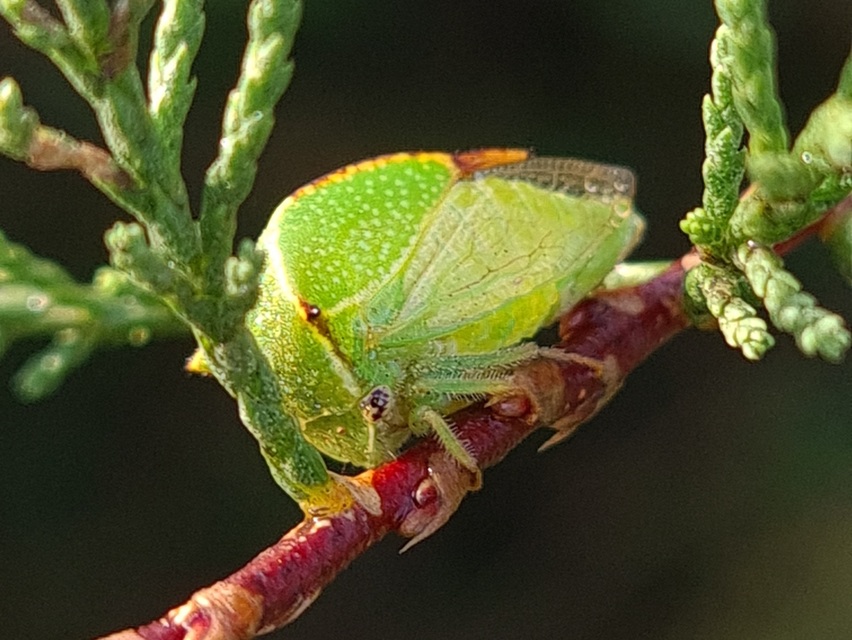 Stictocephala bisonia - bivalykabóca