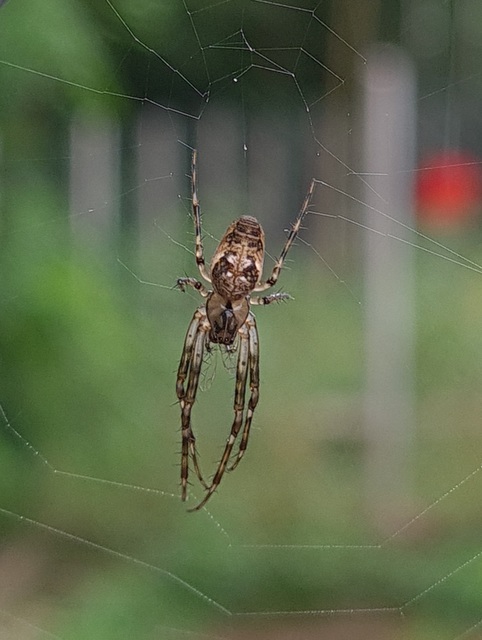 Metellina segmentata/mengei