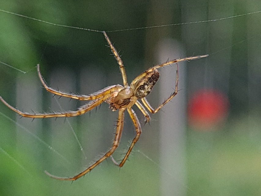 Metellina segmentata/mengei
