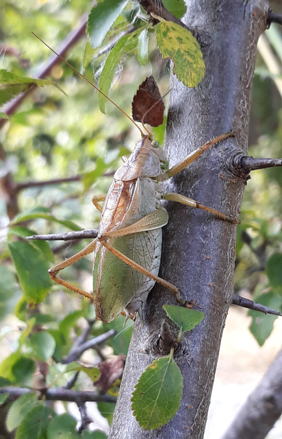 Tettigonia cantans - éneklő lombszöcske