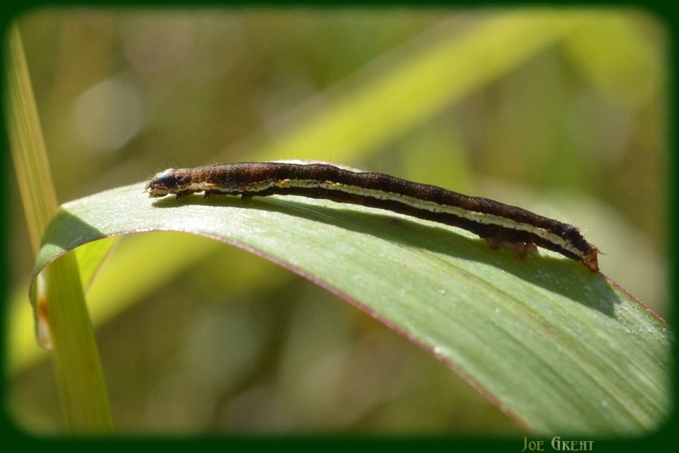 Emmelia trabealis - zebrabagoly