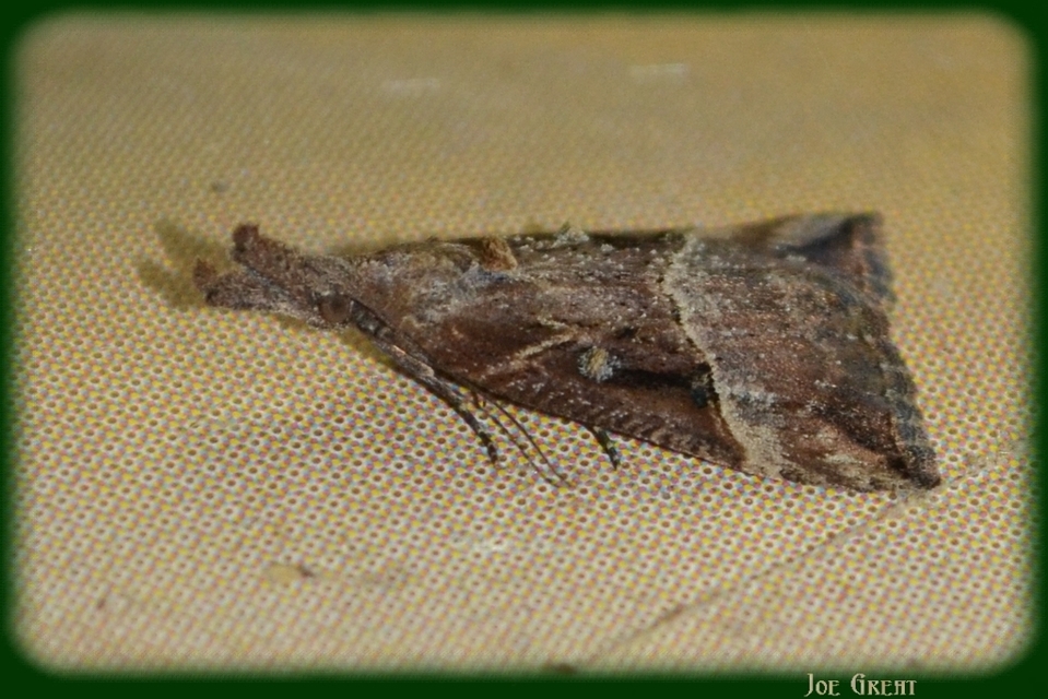 Hypena rostralis - közönséges karcsúbagoly
