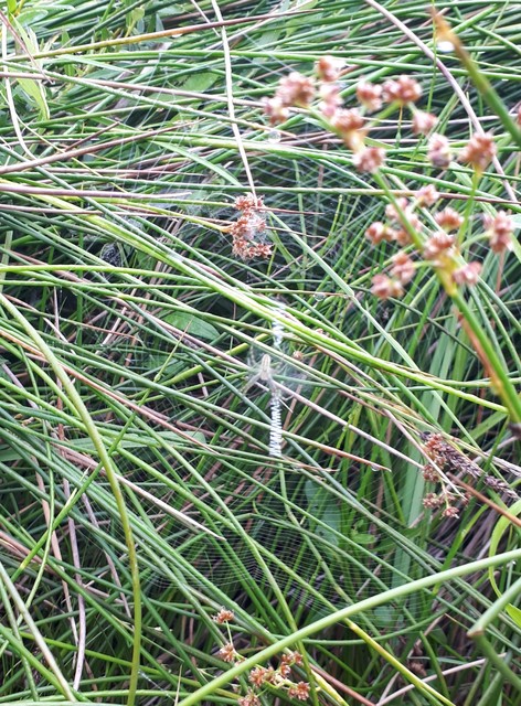 Argiope bruennichi - darázspók