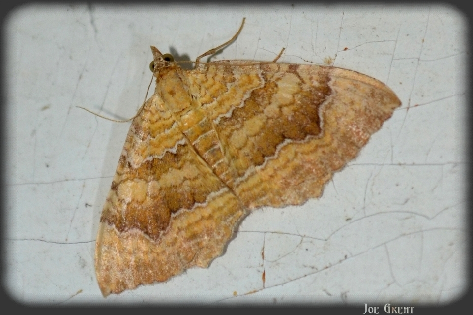 Camptogramma bilineata - kétvonalas sávosaraszoló