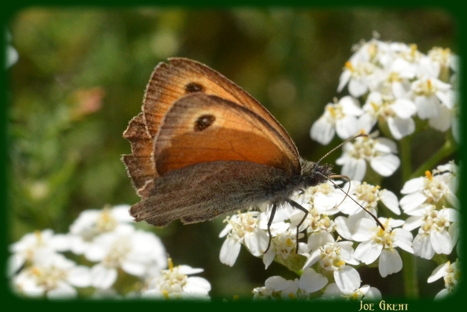 Coenonympha pamphilus - kis szénalepke