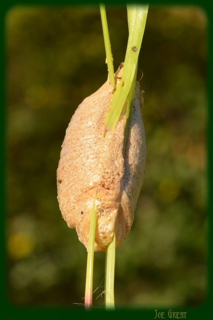 Mantis religiosa - imádkozósáska