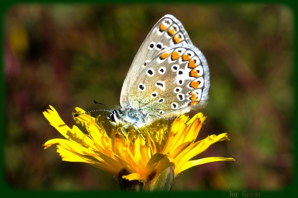 Polyommatus icarus - közönséges boglárka