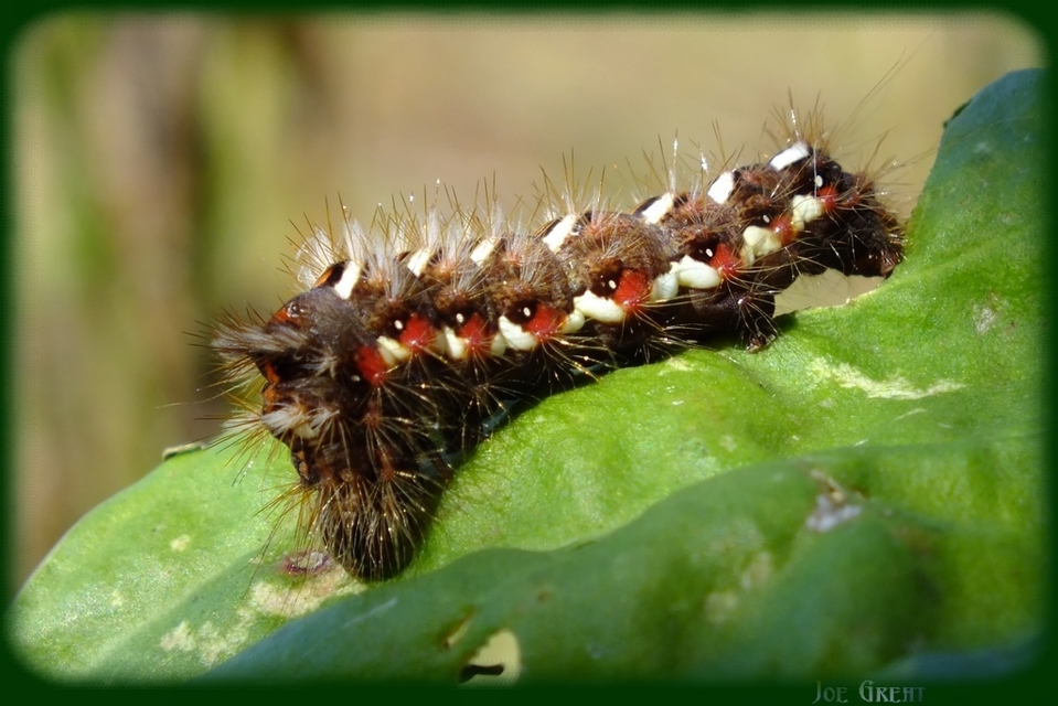 Acronicta rumicis - sóska-szigonyosbagoly