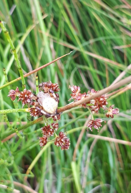 Araneus quadratus - négyes keresztespók