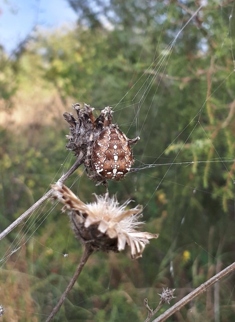Araneus diadematus - koronás keresztespók
