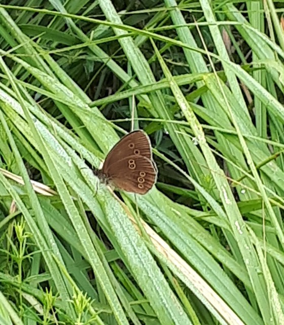 Aphantopus hyperanthus - közönséges ökörszemlepke