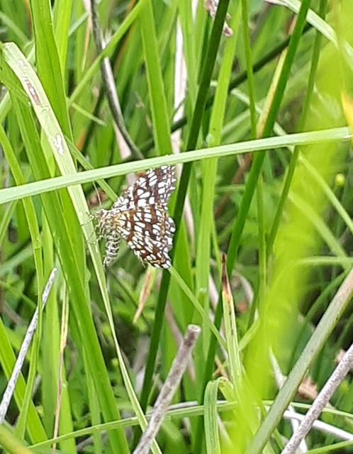Chiasmia clathrata - rácsos rétiaraszoló